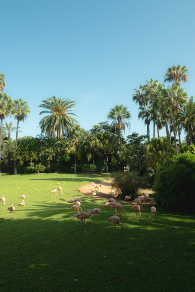 A group of pink flamingos standing and preening on a wide green grass field, surrounded by tall palm trees and dense tropical foliage under a bright blue sky at Loro Parque.